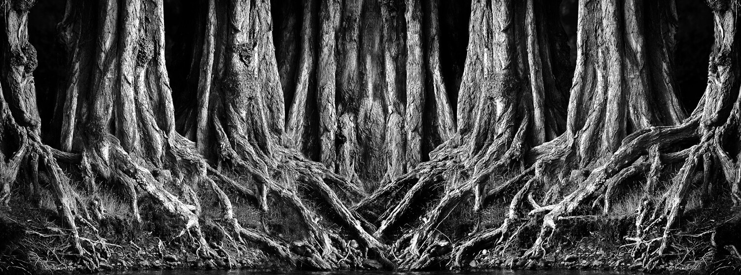 El-Bosque-de-SarahWEB